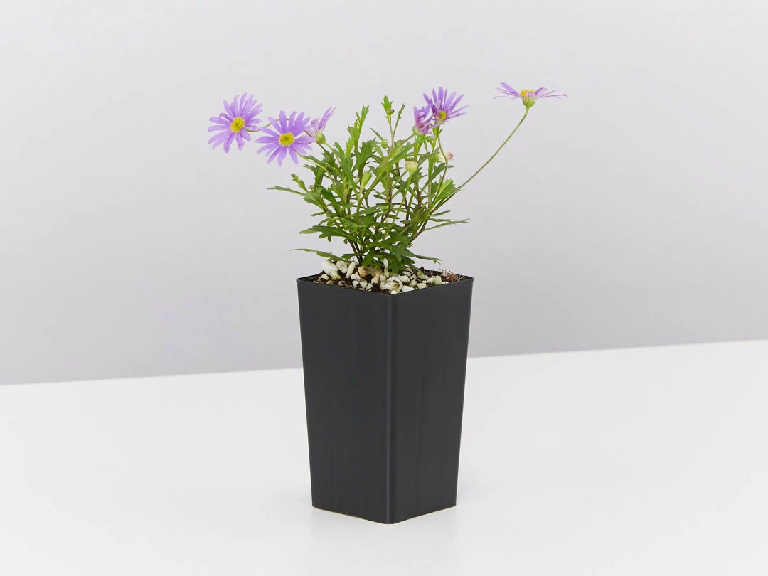 Shrubs Ground Covers Brachyscome Angustifolia Brasco Violet 6 Shrubs Ground Covers Brachyscome Angustifolia Brasco Violet