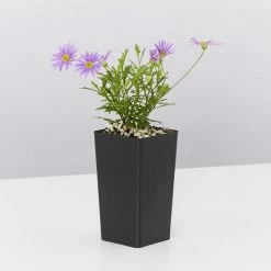 Shrubs Border Plants Sun Loving Potted Pretties Mix