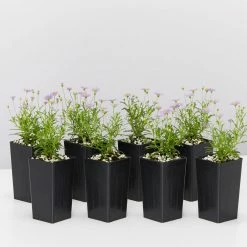 Shrubs Brachyscome Mauve Delight Ground Covers