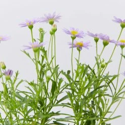 Shrubs Brachyscome Mauve Delight Ground Covers