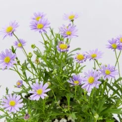 Shrubs Brachyscome Mauve Delight Ground Covers