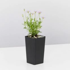 Shrubs Brachyscome Mauve Delight Ground Covers