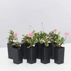 Shrubs Ground Covers Brachyscome Multifida Fresco Candy