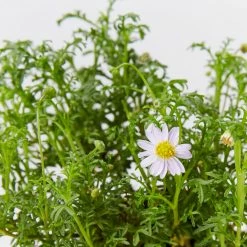 Shrubs Border Plants Brachyscome Multifida Pacific Sky