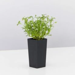 Shrubs Border Plants Brachyscome Multifida Pacific Sky