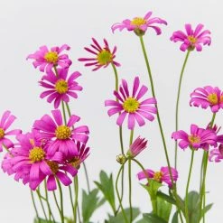 Shrubs Brachyscome Multifida Radiant Magenta Ground Covers