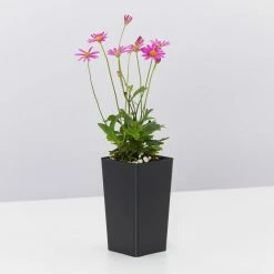 Shrubs Brachyscome Multifida Radiant Magenta Ground Covers 10 Shrubs Brachyscome Multifida Radiant Magenta Ground Covers