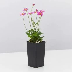 Shrubs Birds And Bees 🐝 Australian Native Plant Pack