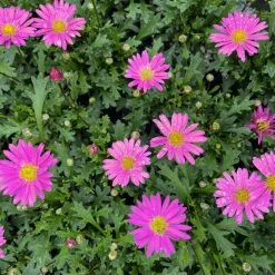 Shrubs Ground Covers Brachyscome Multifida Fresco Candy