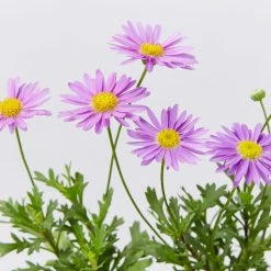 Shrubs Brachyscome Fresco Purple