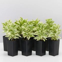 Shrubs Brunfelsia Latifolia Compacta Variegata