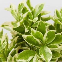 Shrubs Brunfelsia Latifolia Compacta Variegata