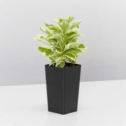 Shrubs Brunfelsia Latifolia Compacta Variegata