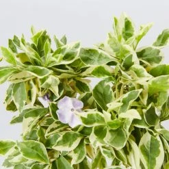 Shrubs Brunfelsia Latifolia Compacta Variegata - 85mm