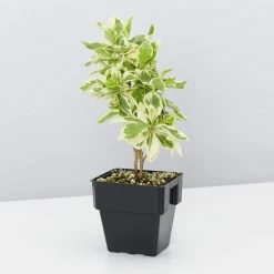 Shrubs Brunfelsia Latifolia Compacta Variegata - 85mm