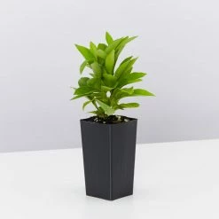 Shrubs Brunfelsia Latifolia Sweet Petite