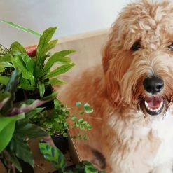 Indoor Garden Mr Kitly 8 Houseplants & 8 Pots - Pet-Friendly Edition Pet-friendly Indoor Plants