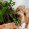 Indoor Garden Pet-Friendly🐶 Indoor Plant Pack - 85mm Pet-friendly Indoor Plants 1 Indoor Garden Pet-Friendly🐶 Indoor Plant Pack - 85mm Pet-friendly Indoor Plants