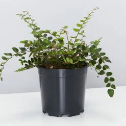 Pot + Plant Gift Box The Fern Gift Box - Pot + Plant + Soil Easy Care Plants