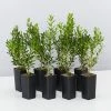 Buxus Harlandii Mystique Low Growing Hedge Shrubs