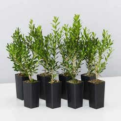 Buxus Harlandii Mystique Low Growing Hedge Shrubs