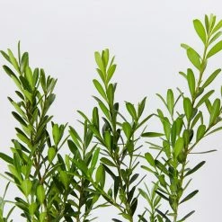 Buxus Harlandii Mystique Low Growing Hedge Shrubs