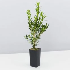 Buxus Harlandii Mystique Low Growing Hedge Shrubs