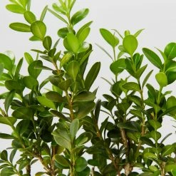 Hedge Buxus Microphylla 'Faulkner'