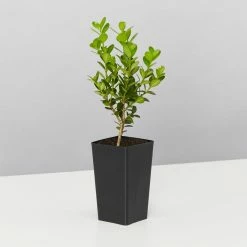 Hedge Buxus Microphylla 'Faulkner'