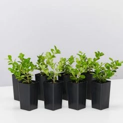 Hedge Buxus Microphylla Japonica Hedging Plants