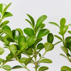 Hedge Buxus Microphylla Japonica Hedging Plants