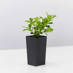 Hedge Buxus Microphylla Japonica Hedging Plants