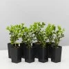 Shrubs Buxus Microphylla Microphylla Korean Box Hedge