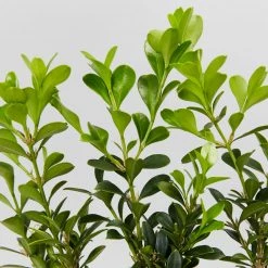 Shrubs Buxus Microphylla Microphylla Korean Box Hedge