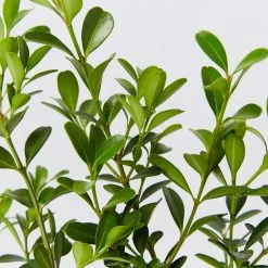Hedge Shrubs Buxus Sempervirens