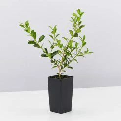 Hedge Shrubs Buxus Sempervirens