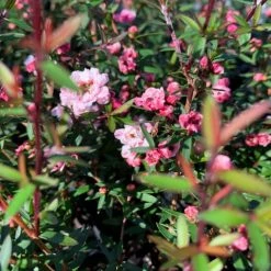 Shrubs Leptospermum Scoparium Ballerina Hedging Plants