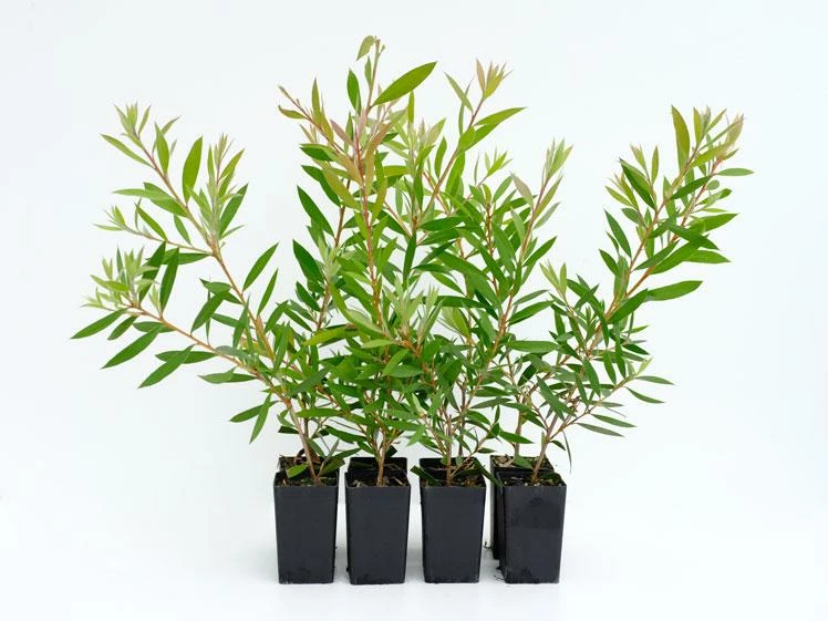 Shrubs Callistemon Mauve Mist 4 Shrubs Callistemon Mauve Mist