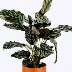 Indoor Garden Calathea Ornata Sanderiana Pet-Friendly Outdoor