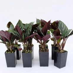 Indoor Garden Calathea Ornata Sanderiana Pet-Friendly Outdoor