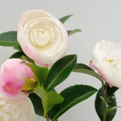 Hedge Shrubs Camellia Assorted Pack