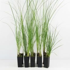 Shrubs Carex Appressa