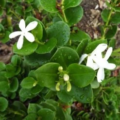 Hedge Carissa Grandiflora 'Desert Star' 18 Hedge Carissa Grandiflora 'Desert Star'