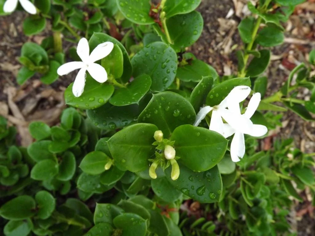 Hedge Carissa Grandiflora 'Desert Star' 10 Hedge Carissa Grandiflora 'Desert Star'