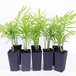 Indoor Garden Chamaedorea Elegans Parlor Palm