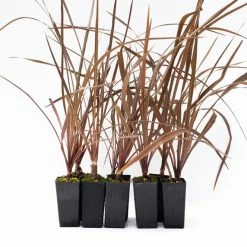 Shrubs Cordyline Purpurea'Purple Cabbage Tree'