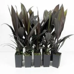 Shrubs Cordyline Mixed Pack