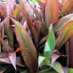 Shrubs Cordyline Fruticosa 'Firestorm' Full Sun