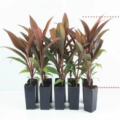 Shrubs Cordyline Fruticosa 'Firestorm' Full Sun