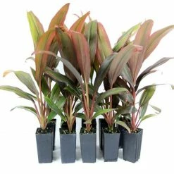 Shrubs Cordyline TI Hawaiian Flag Full Sun